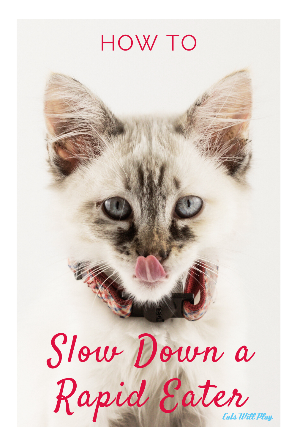 How to Keep Your Cat From Eating Too Quickly Cats Will Play