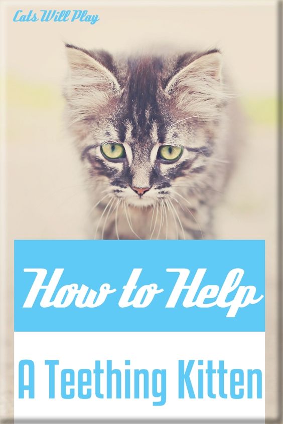 How to Help a Teething Kitten, Tips and Tricks Cats Will Play