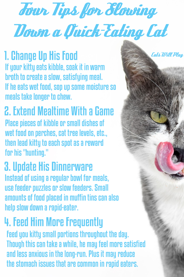 How to Keep Your Cat From Eating Too Quickly Cats Will Play