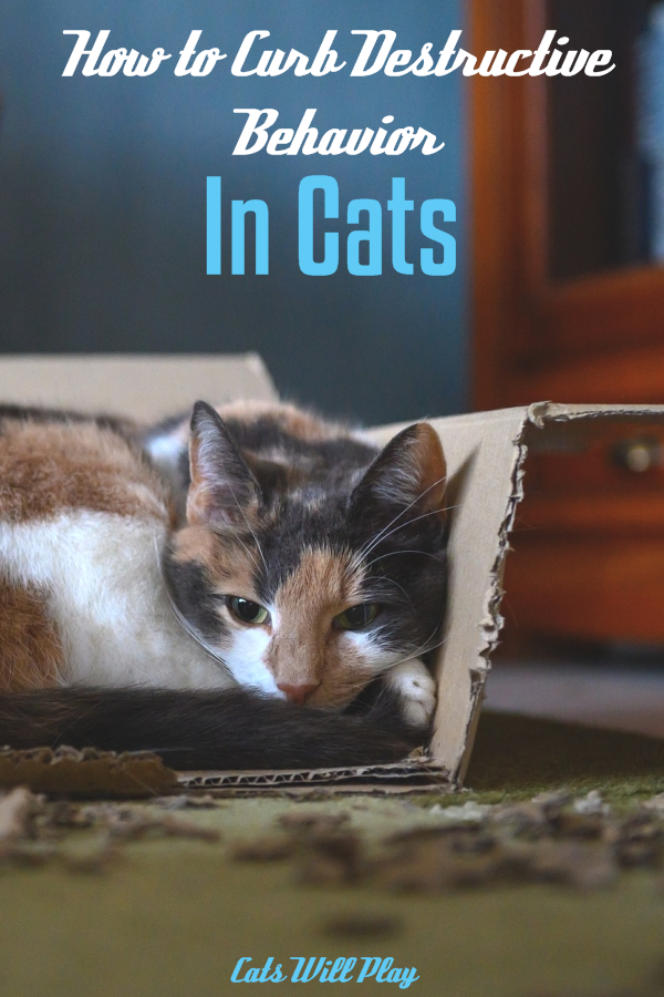 How to Stop Destructive Behavior in Cats Cats Will Play