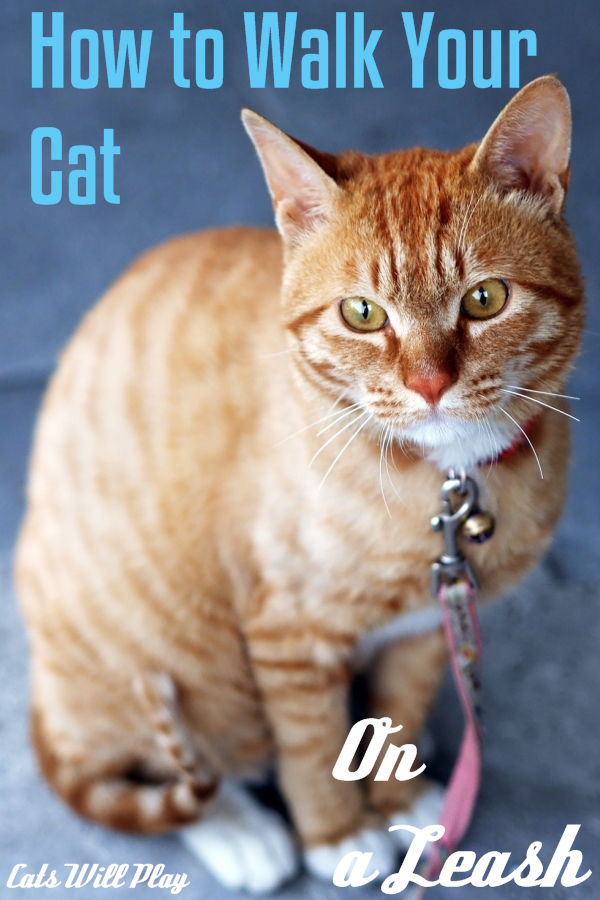 How to Walk Your Cat on a Leash - Cats Will Play