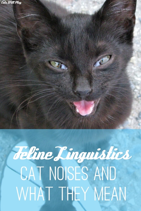 Feline Linguistics Cat Noises and What They Mean Cats Will Play