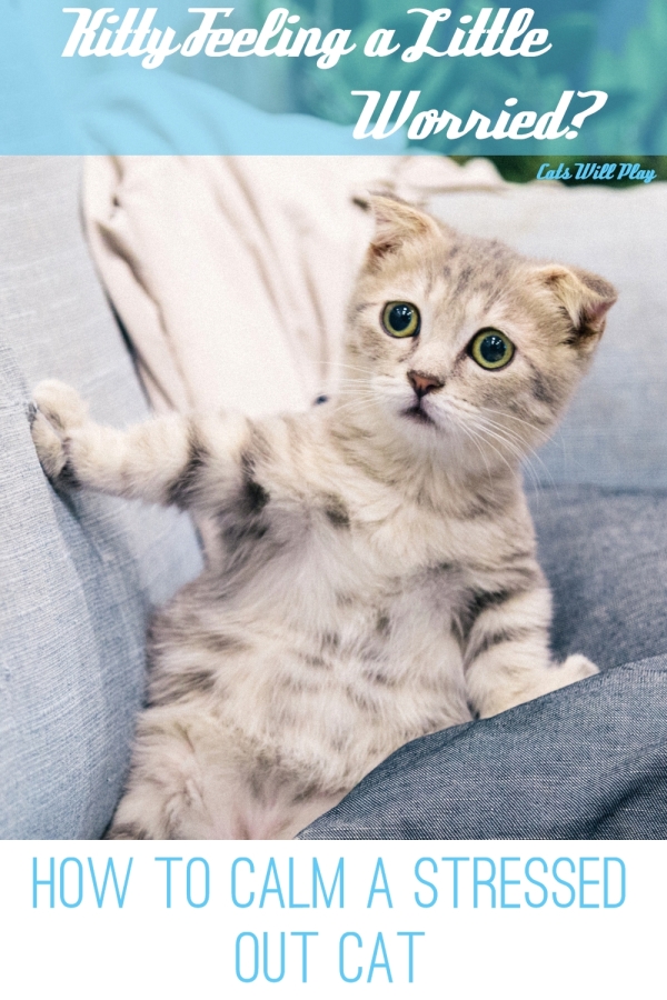 Letting Go of Tension How to Calm a Stressed Cat Cats Will Play