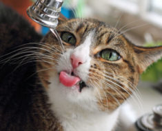 Straight from the Source: Cat Water Fountain Reviews