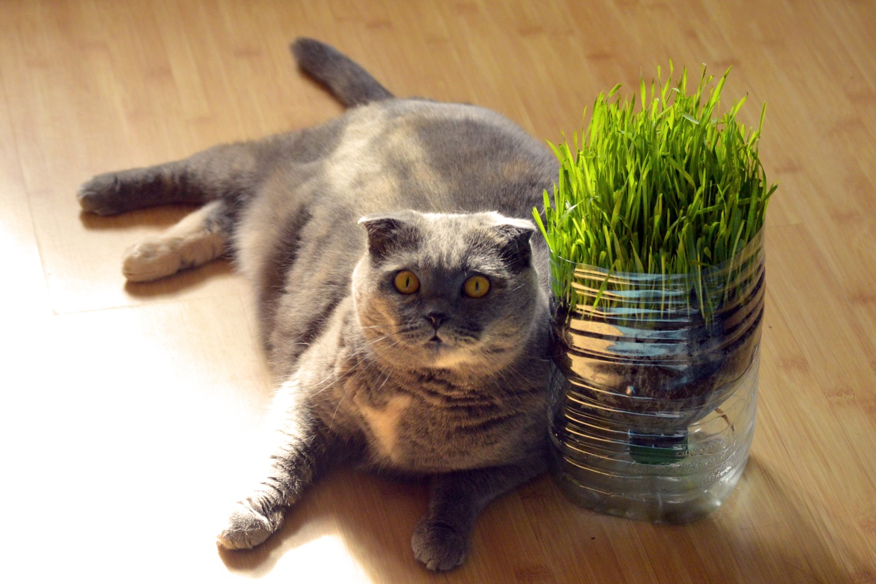 Catnip Doesn't Cut It: Great Catnip Alternatives for Every Kitty - Cats ...