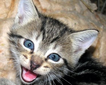 Feline Linguistics Cat Noises and What They Mean