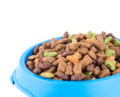 The Fabulously Fed Feline: Four of the Most Innovative Cat Food Dishes Around