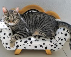 Decorating for Kitty: The Best Cat Furniture on the Market