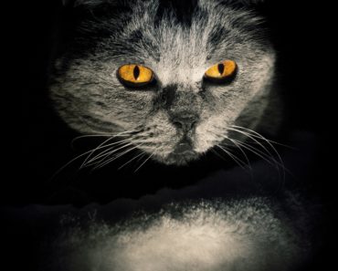 Cats in Horror Stories and Why We Love Them