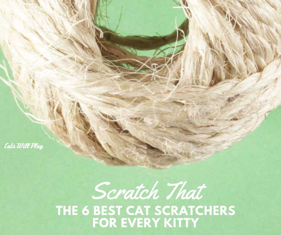 Scratch That The Best Cat Scratcher for Every Kitty Cats Will Play