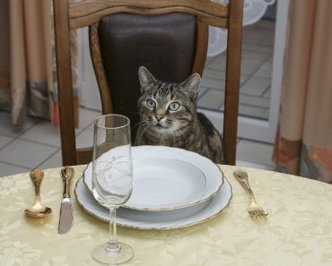 Dining With Domesticus: The Best and Worst Human Foods for Cats
