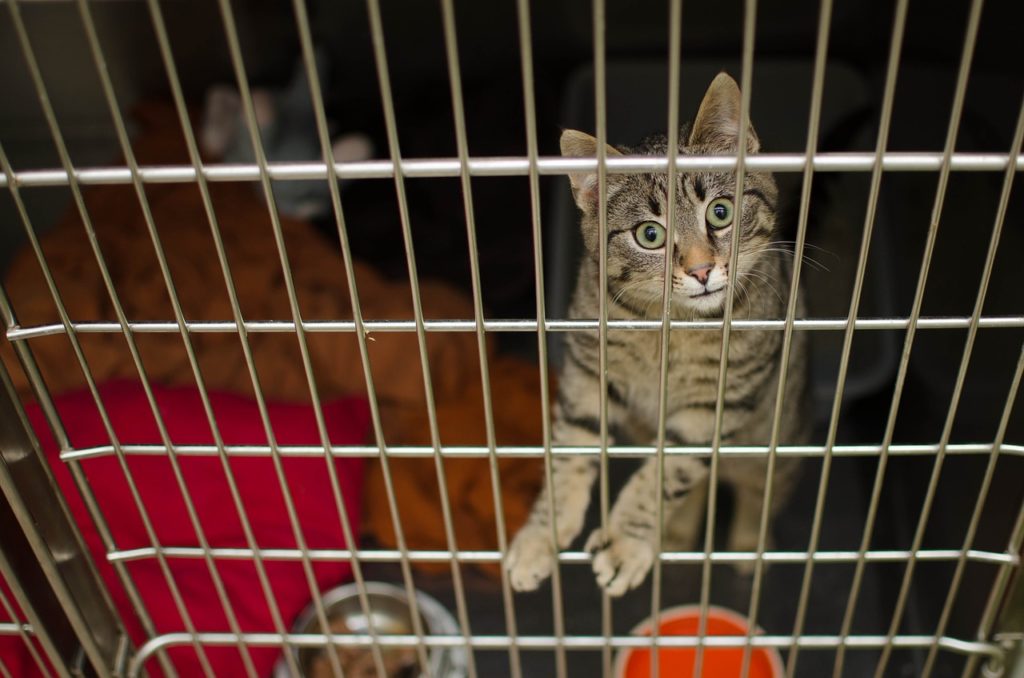 How to Adopt a Cat - Sixth Image