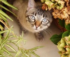 Cavorting With Nature How to Plant a Cat Garden