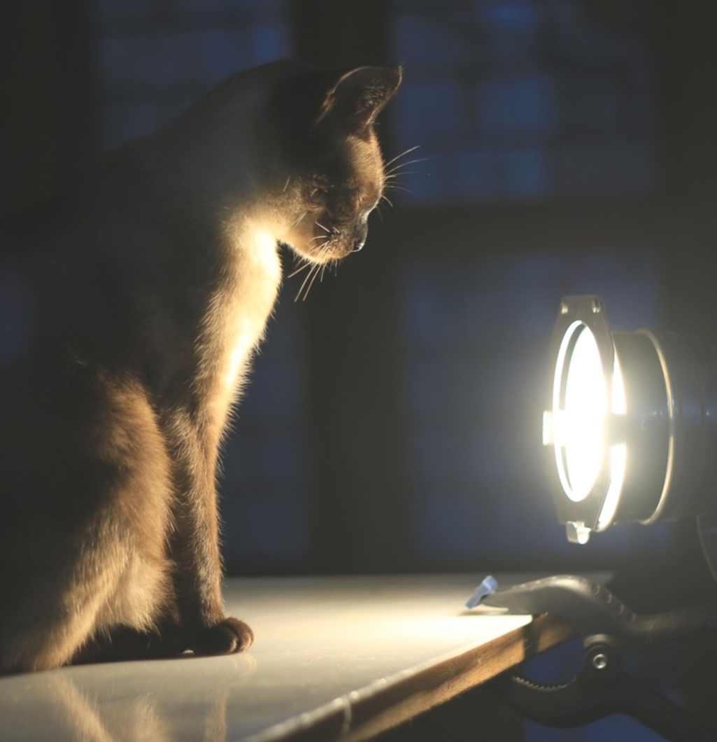 Cat Toy Spotlight SnugglyCat Ripple Rug Cats Will Play