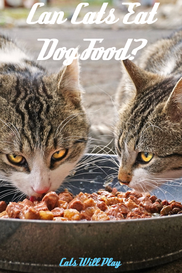 Can Cats Eat Dog Food Just Because You Can, Doesn't Mean You Should