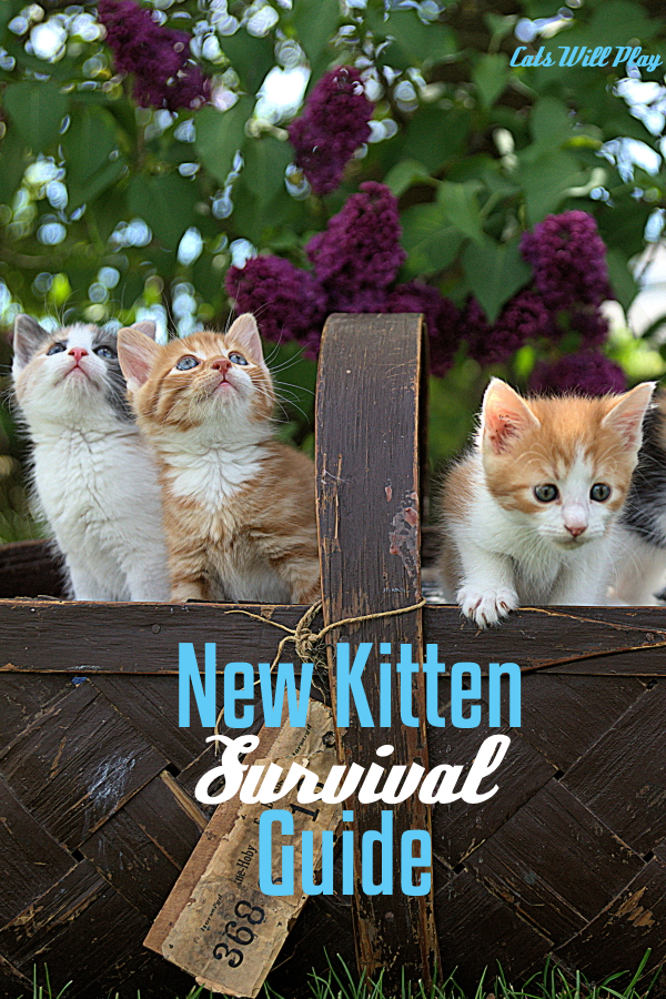 New Kitten Survival Guide Cats Will Play