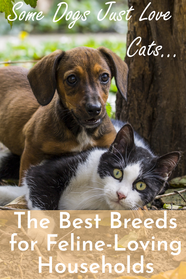 A Full House The Best CatFriendly Dogs for Any Home Cats Will Play