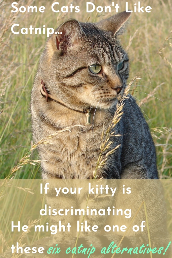 Catnip Doesn't Cut It Great Catnip Alternatives for Every Kitty Cats