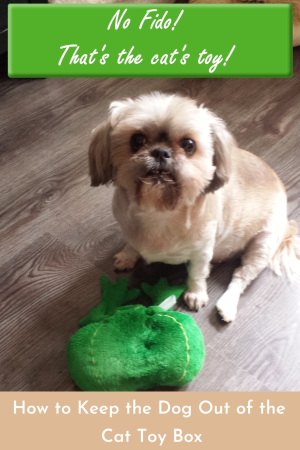 How to Keep the Dog Away from the Cat Toys Cats Will Play