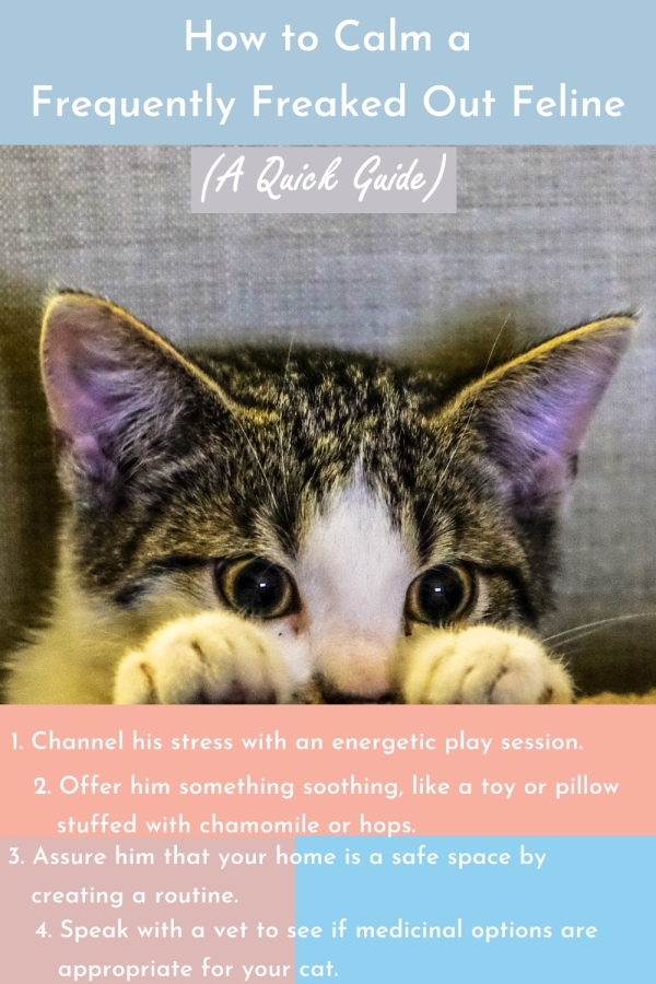 Letting Go of Tension How to Calm a Stressed Cat Cats Will Play