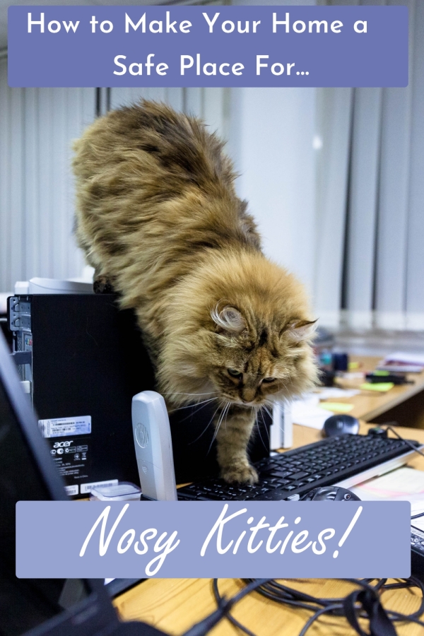 No Kitty! That's a Naughty Kitty! How to CatProof a Room Cats Will Play