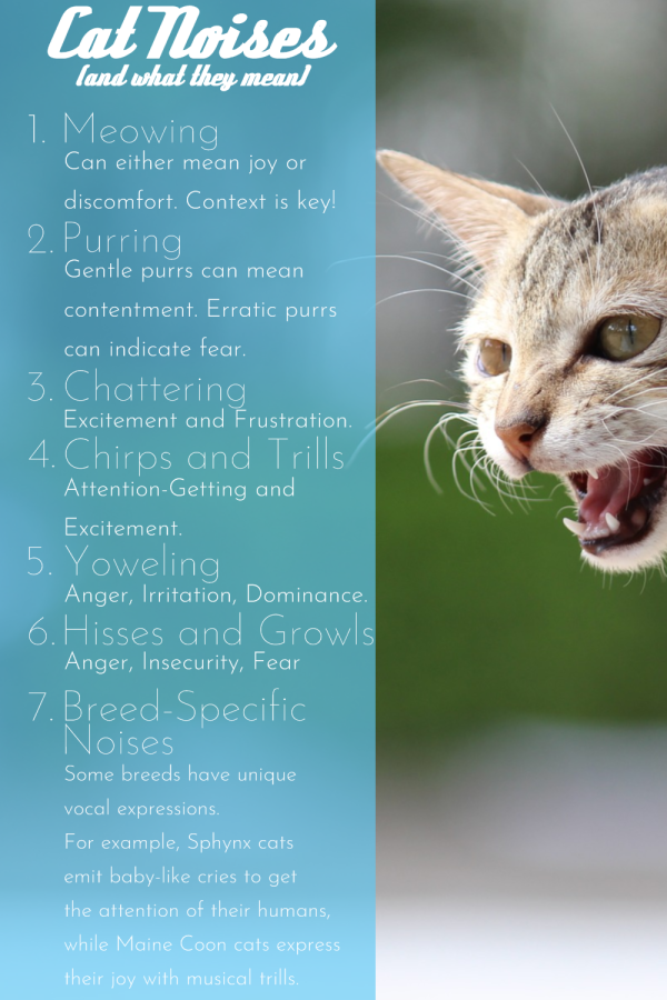 Feline Linguistics Cat Noises and What They Mean Cats Will Play