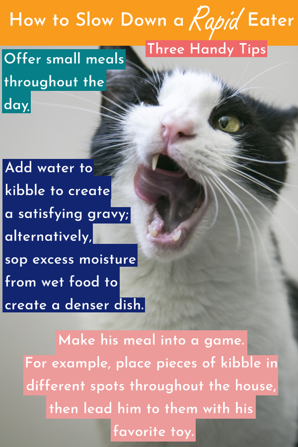 How to Keep Your Cat From Eating Too Quickly Cats Will Play