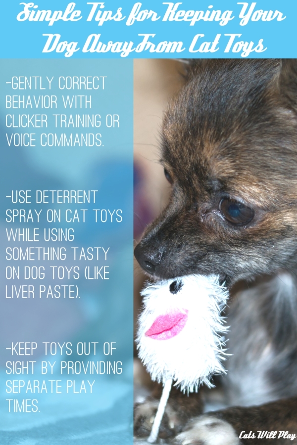 How to Keep the Dog Away from the Cat Toys Cats Will Play