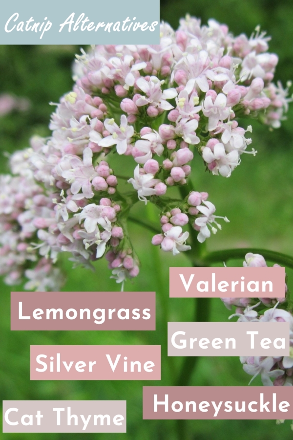 Catnip Doesn't Cut It Great Catnip Alternatives for Every Kitty Cats