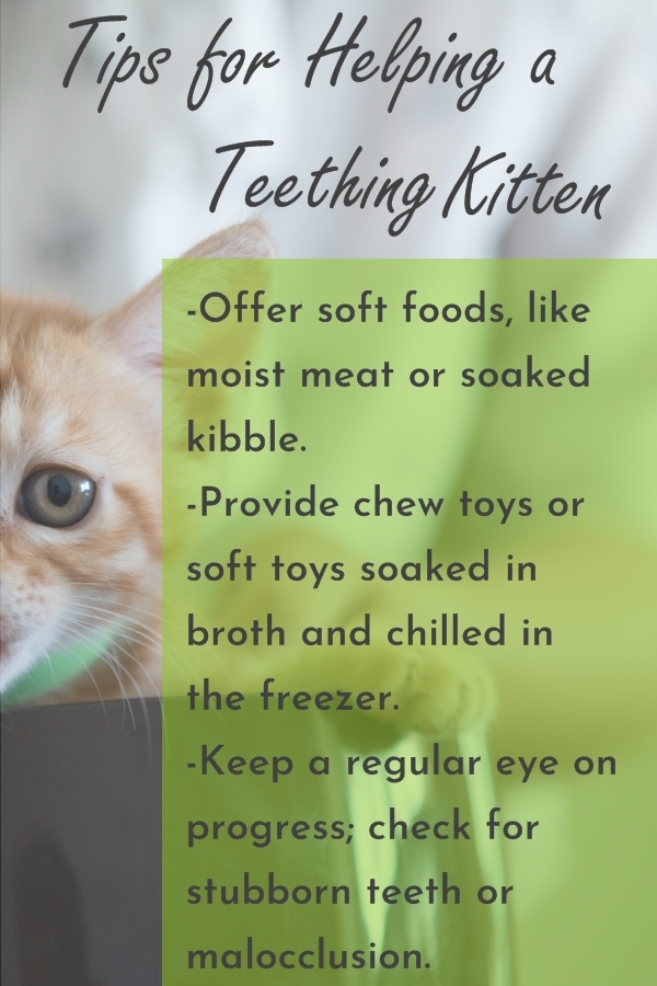 How to Help a Teething Kitten, Tips and Tricks Cats Will Play