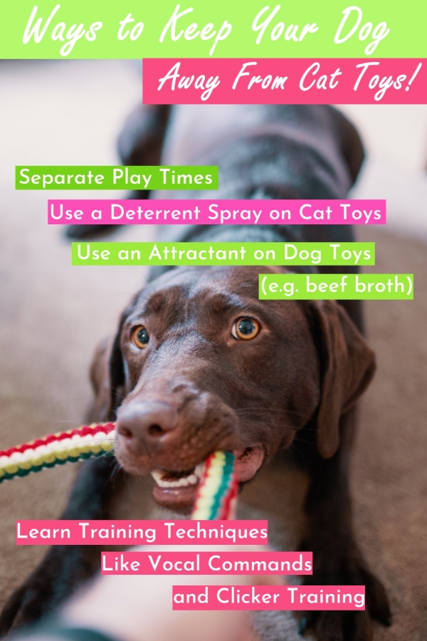 How to Keep the Dog Away from the Cat Toys Cats Will Play