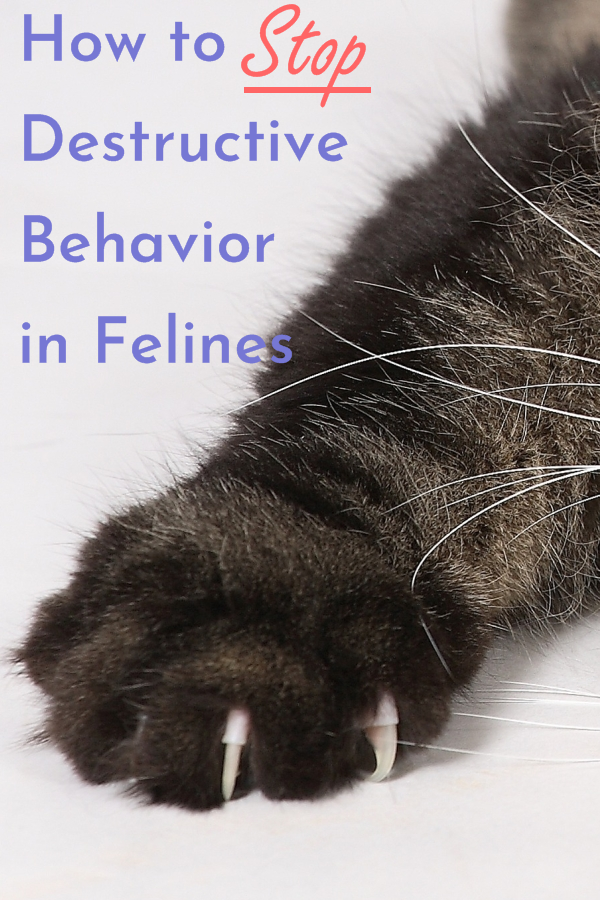 How to Stop Destructive Behavior in Cats Cats Will Play