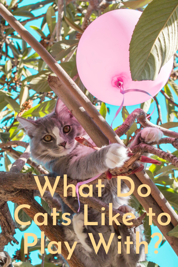 What do Cats Like to Play With A Quick Guide Cats Will Play