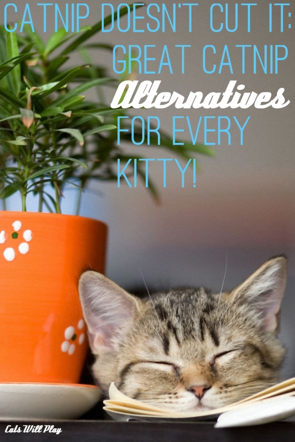 Catnip Doesn't Cut It Great Catnip Alternatives for Every Kitty Cats