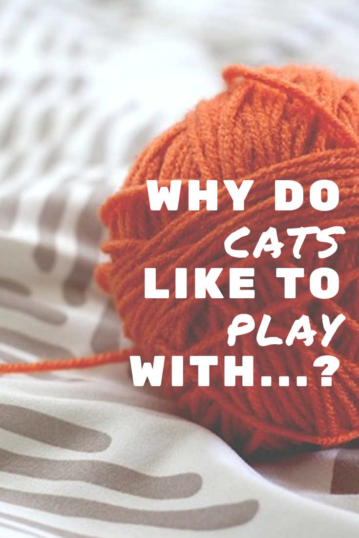 Why Do Cats Like to Play With... ? Cats Will Play