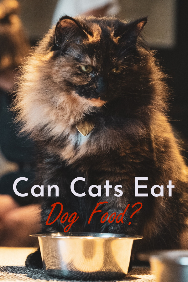 Can Cats Eat Dog Food Just Because You Can, Doesn't Mean You Should