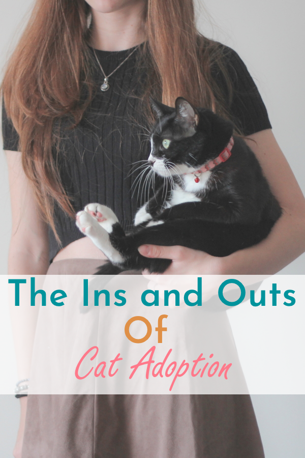 How to Adopt a Cat A Comprehensive Guide Cats Will Play