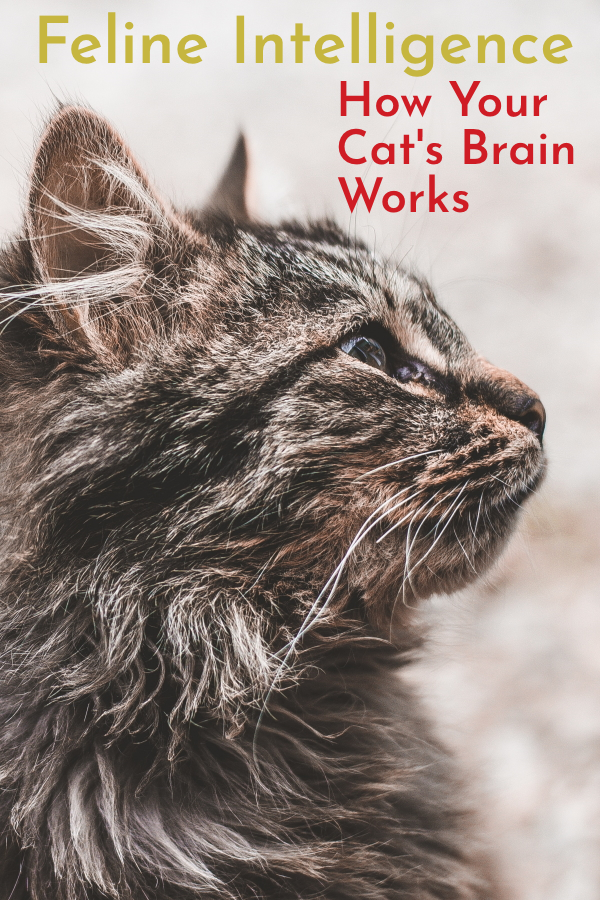 Cat Intelligence Your Feline's Brilliant Brain Cats Will Play