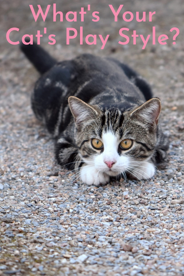 Kitty Quiz What's Your Cat's Play Style? Cats Will Play