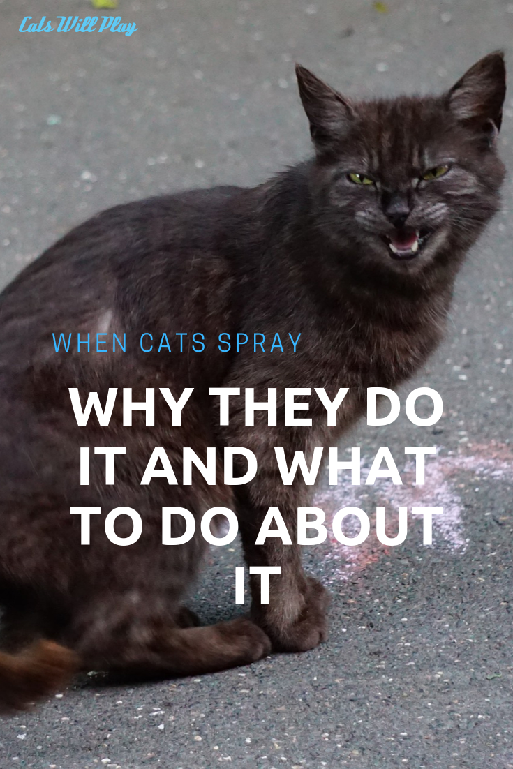 When Cats Spray Why They Do It and What to Do About It Cats Will Play