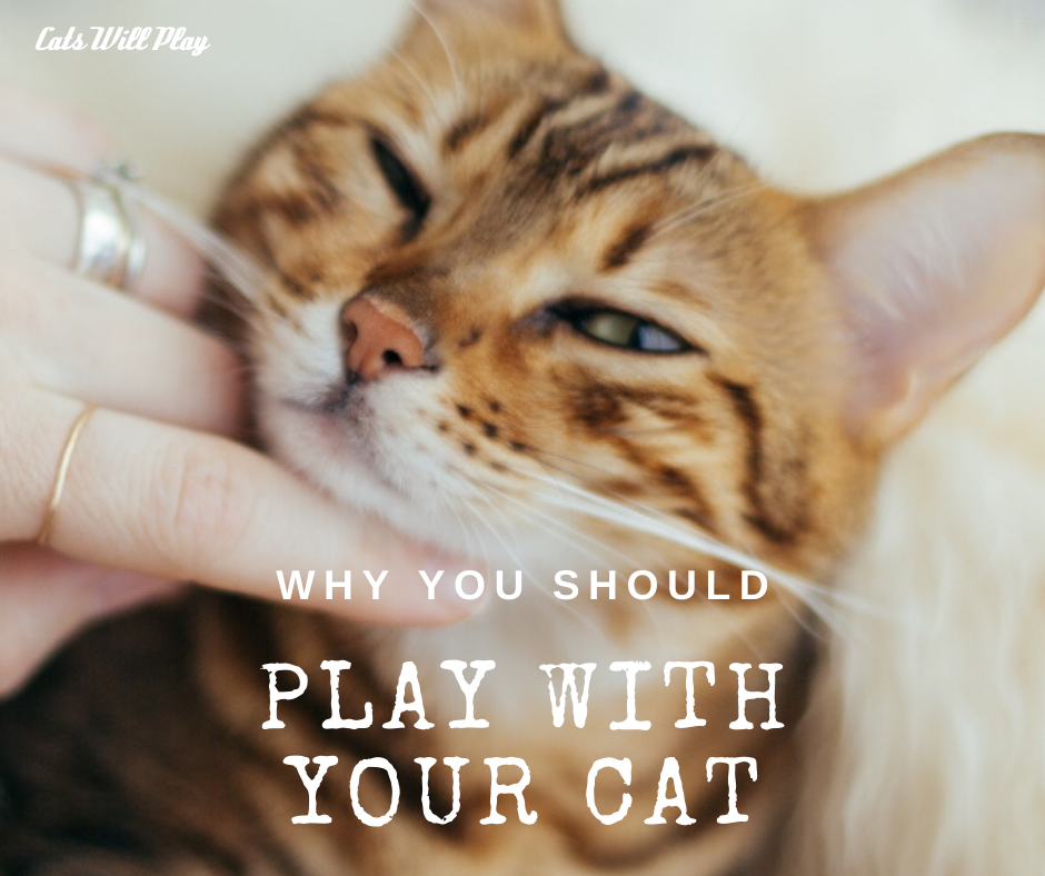 Why You Should Play With Your Cat Cats Will Play