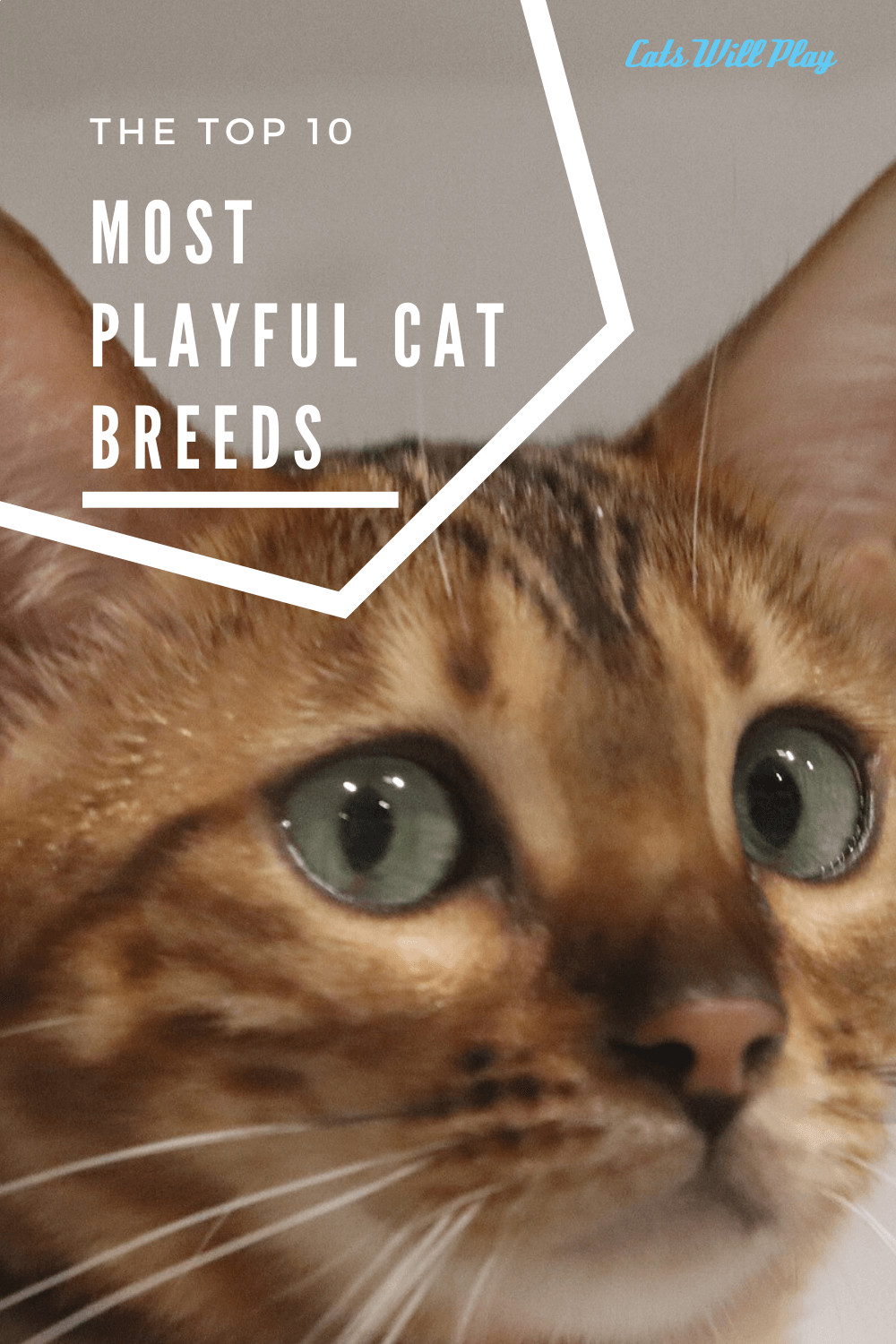 The Top Ten Most Playful Cat Breeds Cats Will Play
