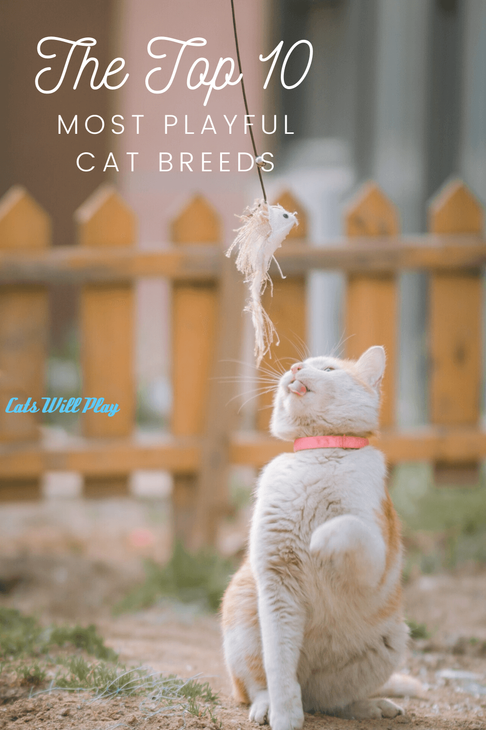 The Top Ten Most Playful Cat Breeds Cats Will Play