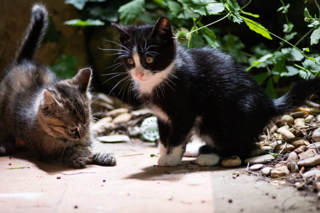 20 Playful Cat Pictures To Brighten Your Day Cats Will Play