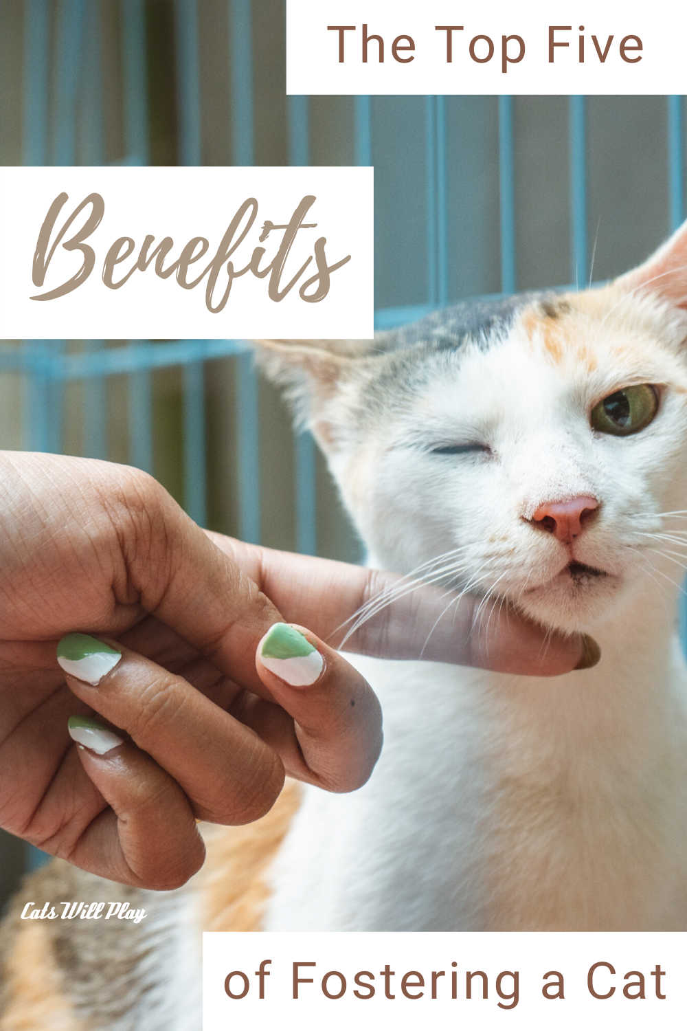 The Top Five Benefits of Fostering a Cat Cats Will Play