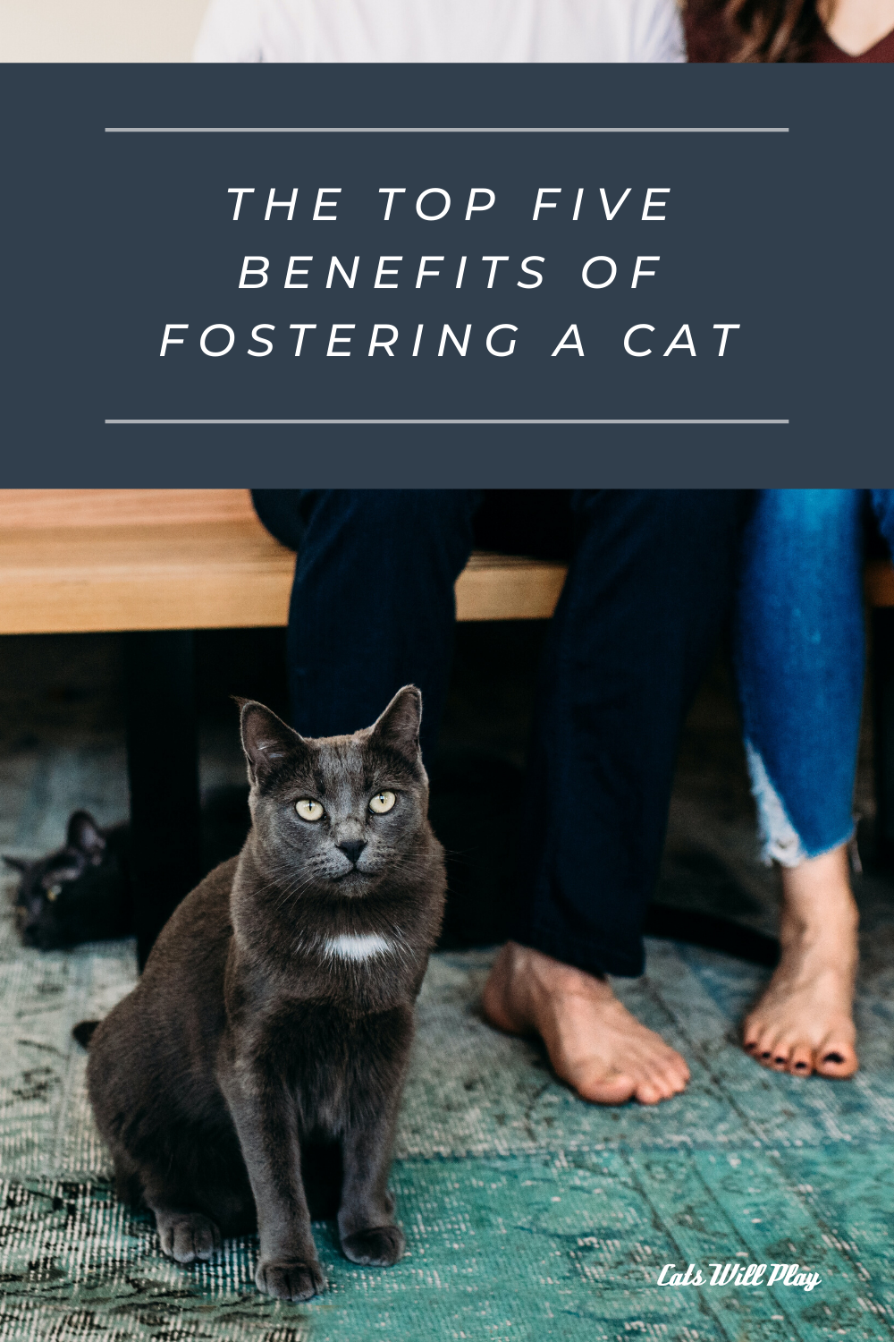 The Top Five Benefits of Fostering a Cat Cats Will Play