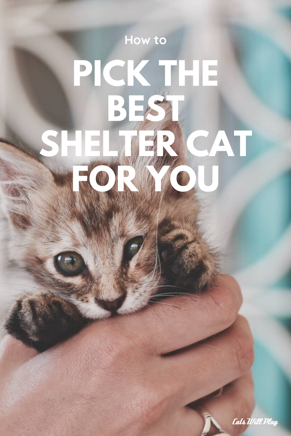 How to Pick the Best Shelter Cat For You Cats Will Play