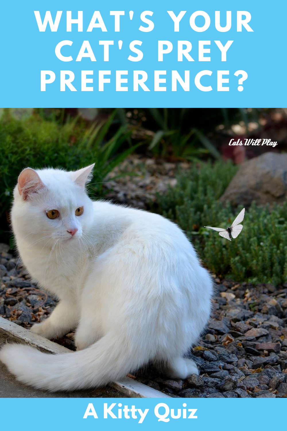 Kitty Quiz: What's Your Cat's Prey Preference? - Cats Will Play