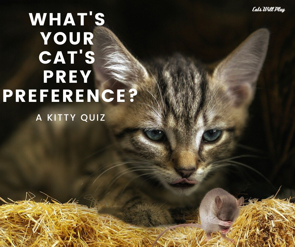 Kitty Quiz What's Your Cat's Prey Preference? Cats Will Play