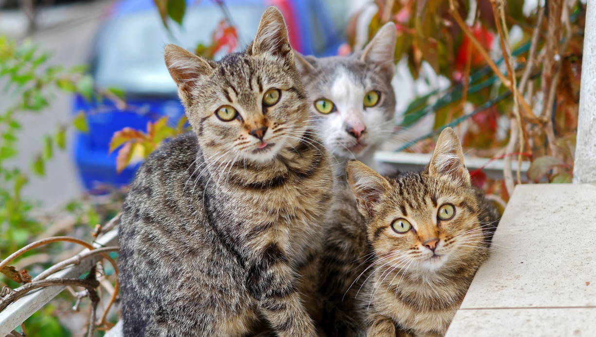 Why Cats are Great Companions for Seniors Cats Will Play